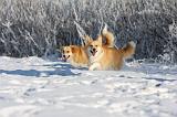 CORGI PEMBROKE 962